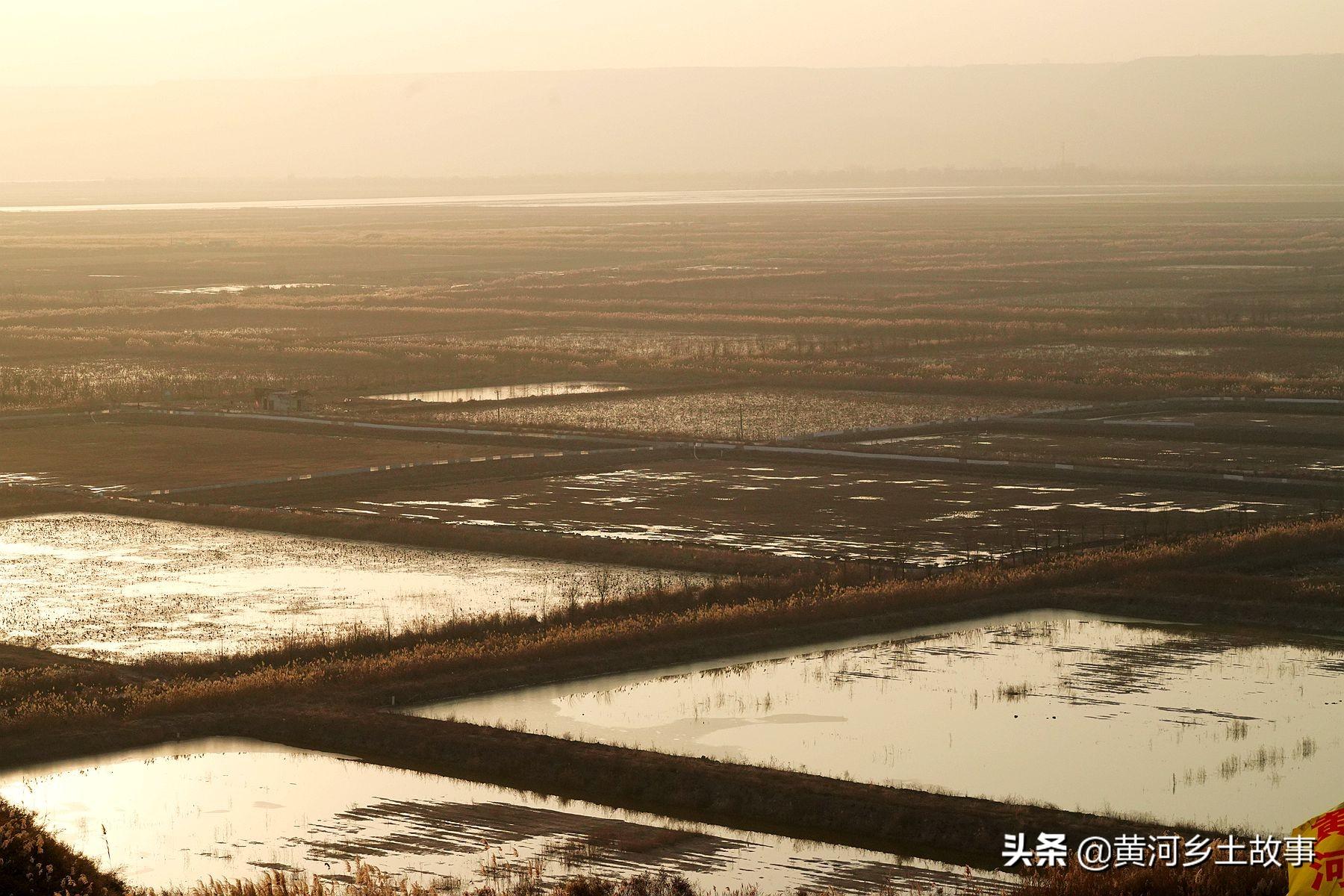 山西农民在黄河边养殖大闸蟹，喜获成功，15元1只论个卖