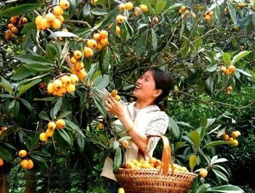 种植枇杷教学技术视频_枇杷种植技术教学_种植枇杷树的方法