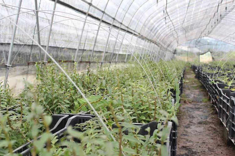 石斛种植技术视频_如何种石斛(石斛的种植技术)_如何种植石斛视频