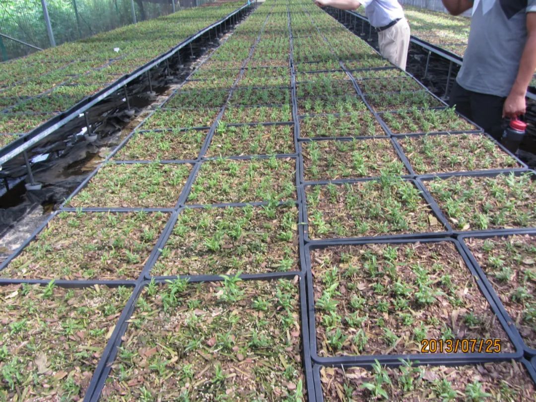 视频种植石斛技术视频教程_石斛种植技术视频_视频种植石斛技术大全