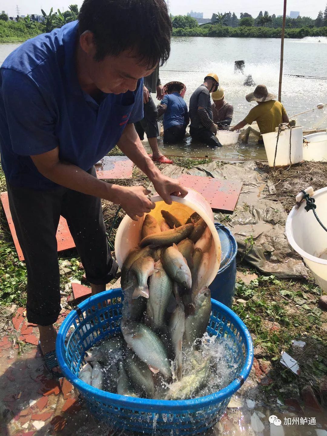 鳗鱼养殖技术和利润_养殖鳗鱼利润怎么样_鳗鱼养殖利润率