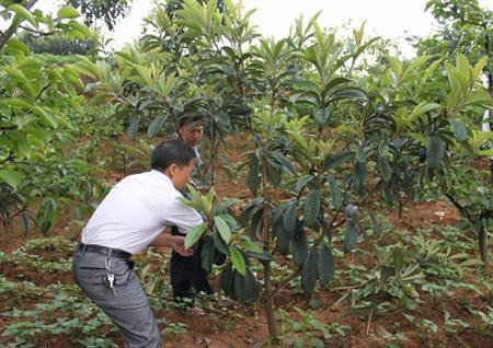 枇杷种植技术教学_种枇杷的过程_种植枇杷教学技术视频