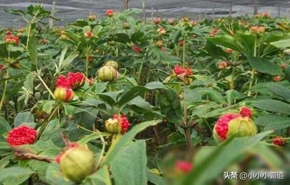 种植致富素材_致富种植什么比较赚大钱_致富素材种植图片