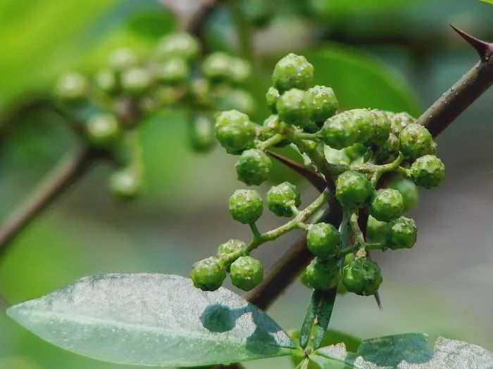 致富种植视频全集_种植致富业_广安种植致富