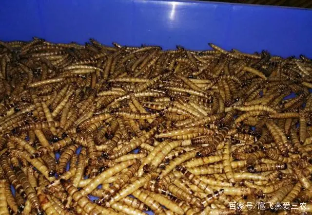 黄粉虫如何去养殖？普通的项目也能带来收益，且看这几个要点