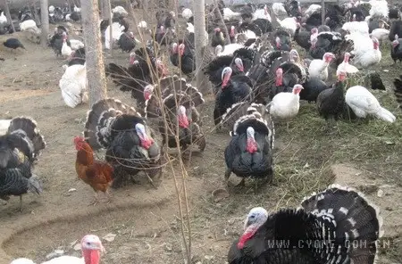 致富养殖火鸡视频_致富养殖火鸡怎么样_火鸡养殖致富