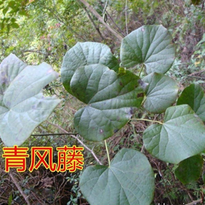 种植致富：亩产5000斤，小众但收益高，种上10可以收入20万元！
