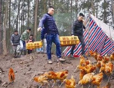 鸭苗孵化技术培训_孵化养殖技术鸭苗视频_刚孵化的鸭苗怎么养殖技术