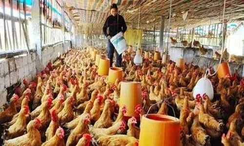 鸭苗孵化技术培训_刚孵化的鸭苗怎么养殖技术_孵化养殖技术鸭苗视频