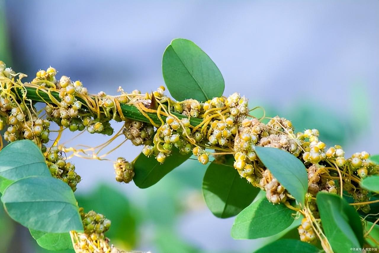菟丝子栽培技术_种植菟丝子致富_如何种植菟丝子