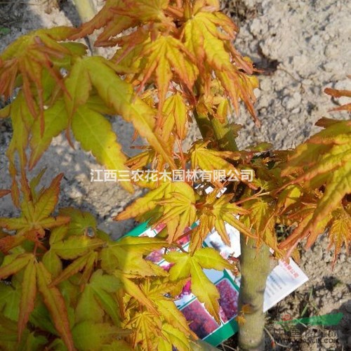 日本红枫种植技术 日本红枫小苗（金杆枫） 正宗金杆枫批发