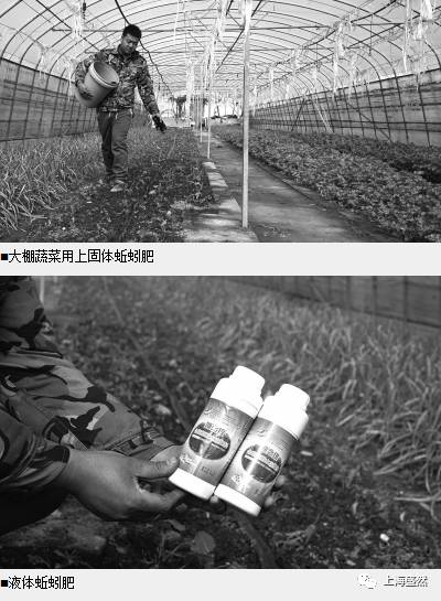 鲜牛粪养殖蚯蚓技术_养蚯蚓的牛粪怎么处理_牛粪养蚯蚓挣钱吗