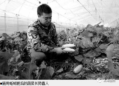 鲜牛粪养殖蚯蚓技术_养蚯蚓的牛粪怎么处理_牛粪养蚯蚓挣钱吗