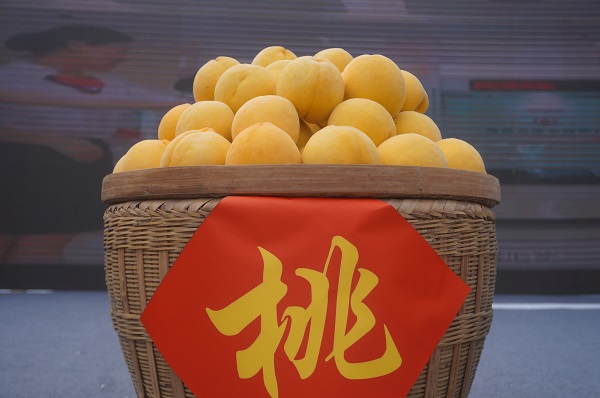 炎陵黄桃。刘旖昀摄