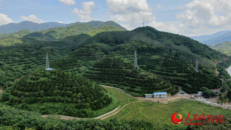 五指山毛道乡山竹种植基地。人民网 符武平摄
