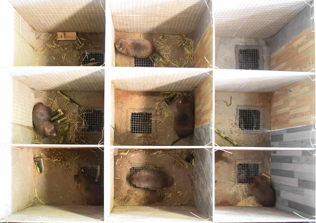 致富经野猪养殖_致富经野猪狩猎场_致富经20161227养野猪