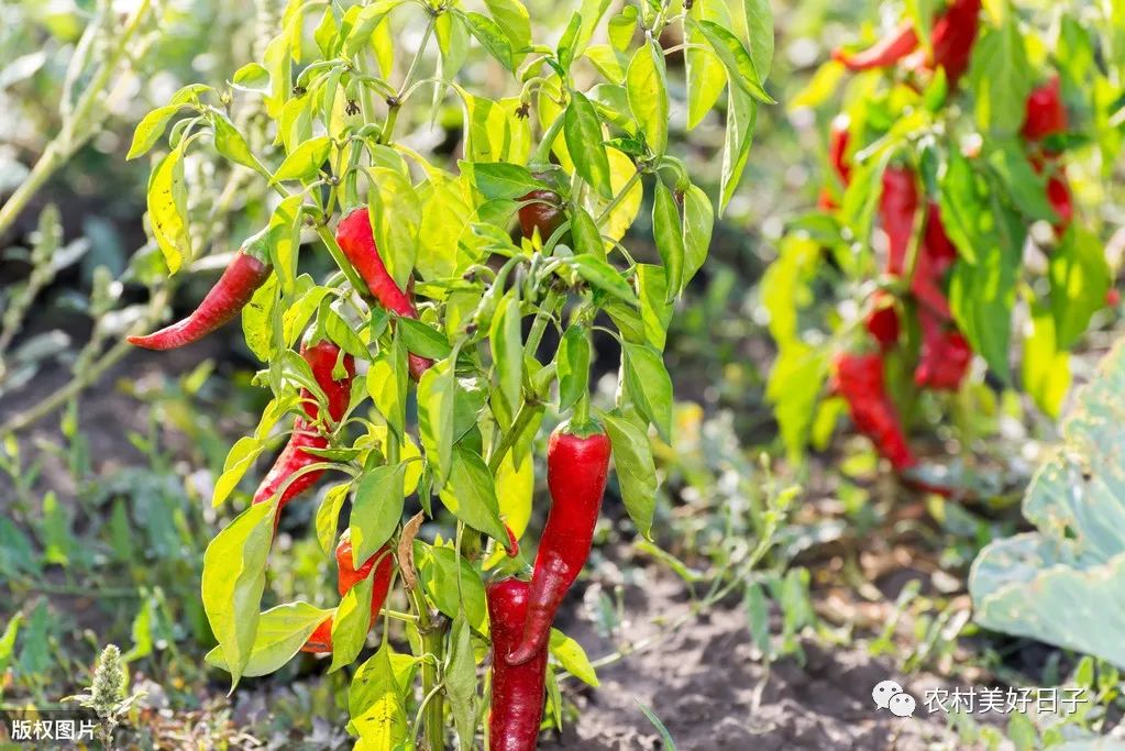 椒子栽培技术_地椒种植技术_种植椒树常见问题