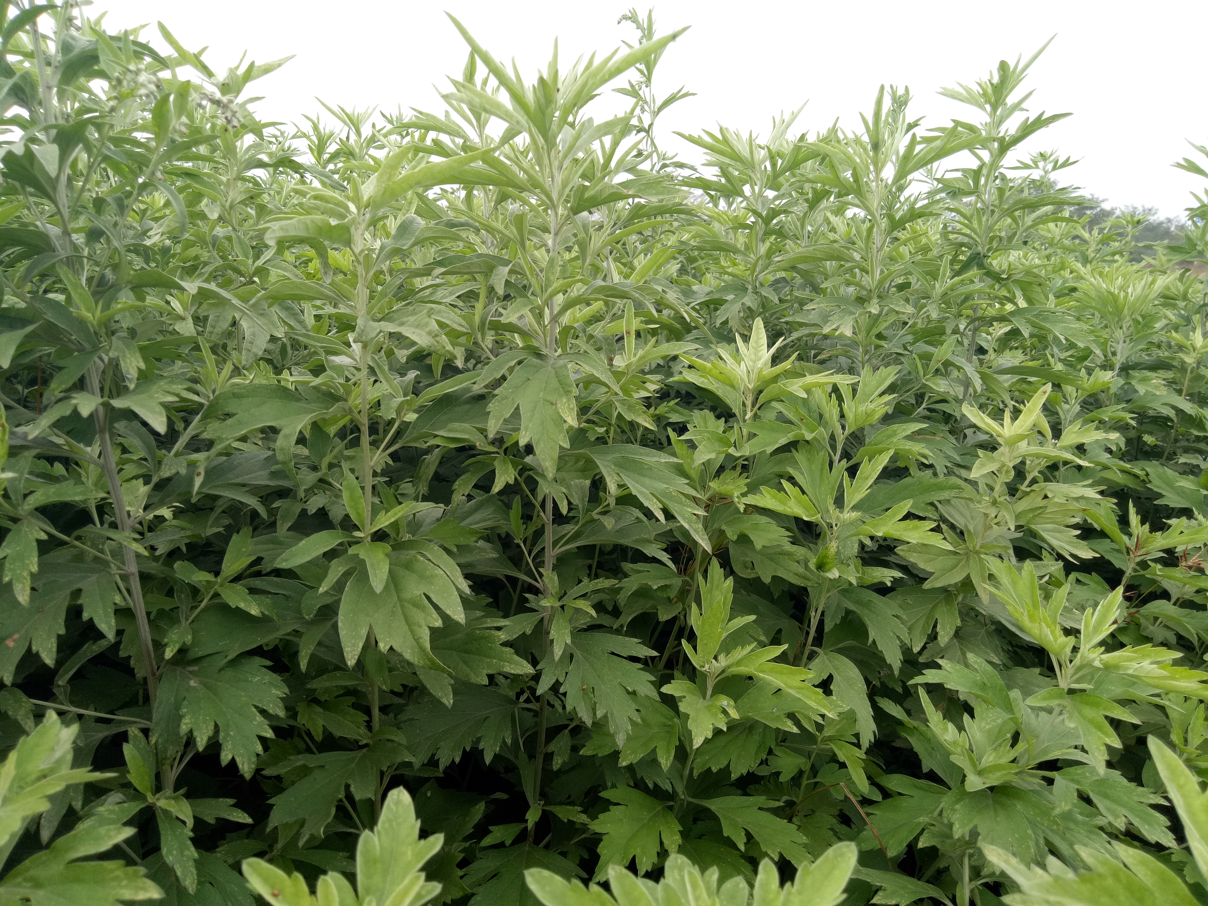 致富种植门路企业名单_致富种植门路企业名称_致富门路种植企业