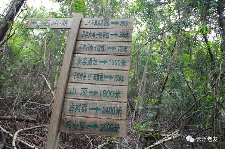 蚕养殖技术致富经_木薯蚕虫_木薯蚕养殖技术