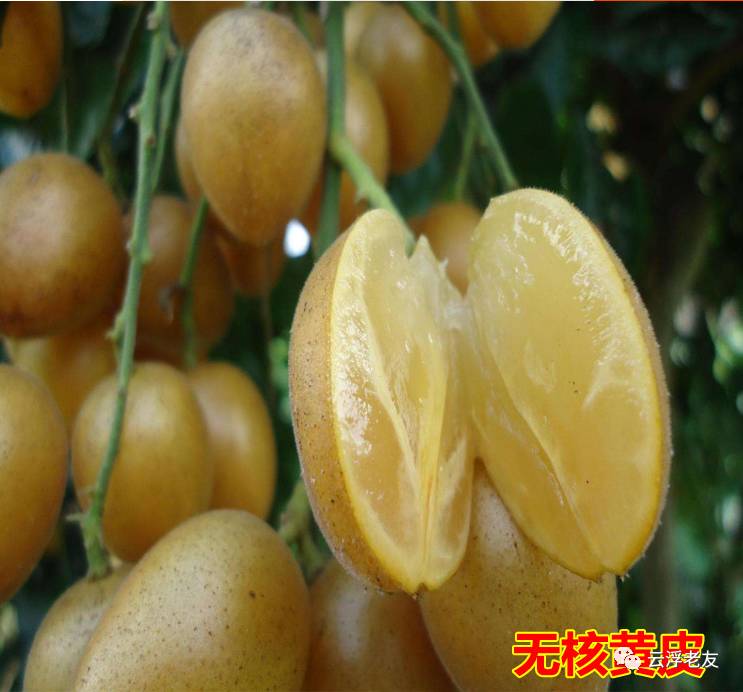 蚕养殖技术致富经_木薯蚕养殖技术_木薯蚕虫