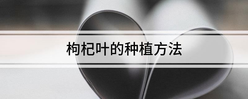 枸杞叶的种植方法