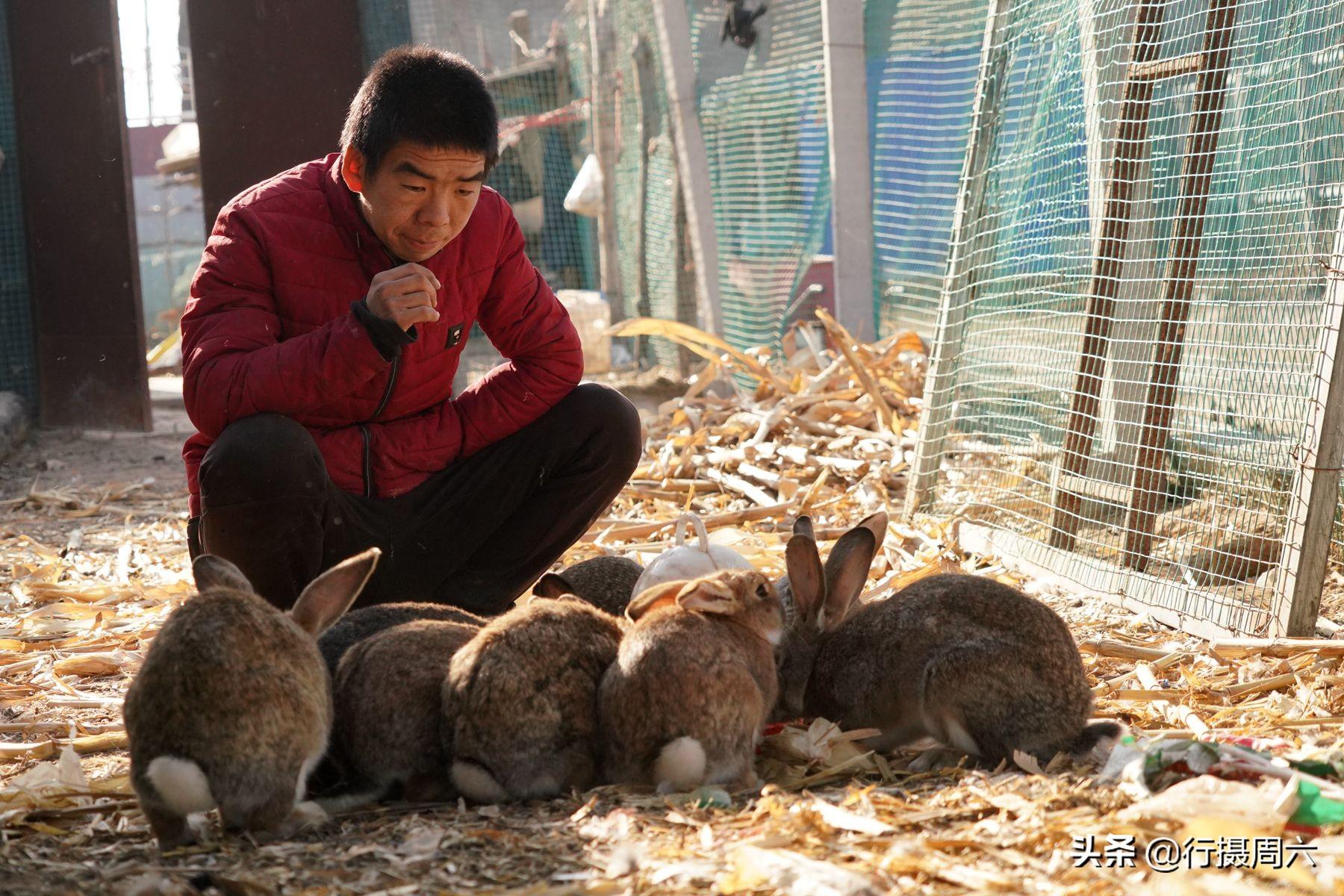 致富经特种野猪养殖视频_野外自然养殖_野外养殖致富模式