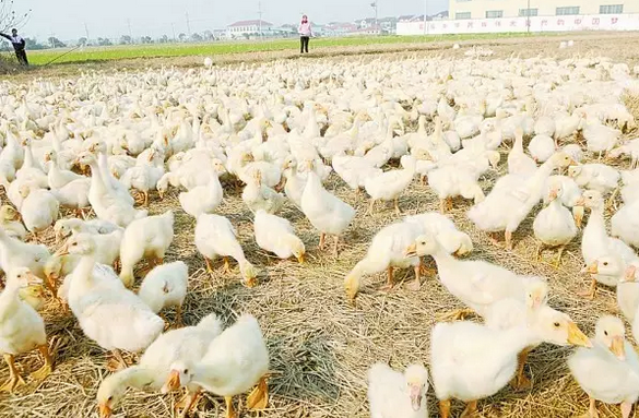 野外养殖致富模式_致富养殖项目_致富经特种野猪养殖视频