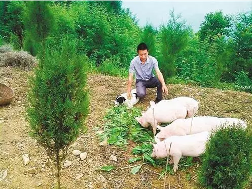 致富养殖项目_致富经特种野猪养殖视频_野外养殖致富模式
