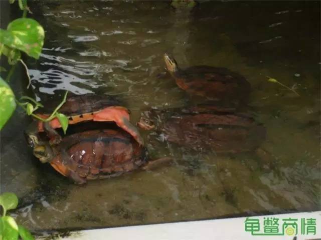 乌龟致富养殖项目怎么样_乌龟养殖致富项目_乌龟养殖致富经