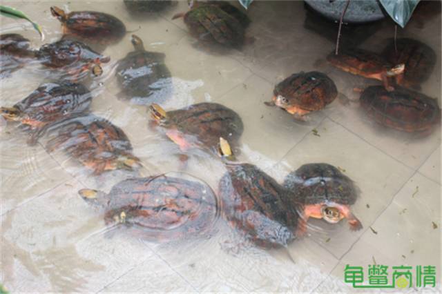 乌龟养殖致富经_乌龟致富养殖项目怎么样_乌龟养殖致富项目