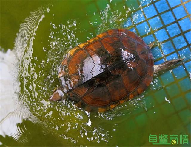 乌龟养殖致富经_乌龟养殖致富项目_乌龟致富养殖项目怎么样