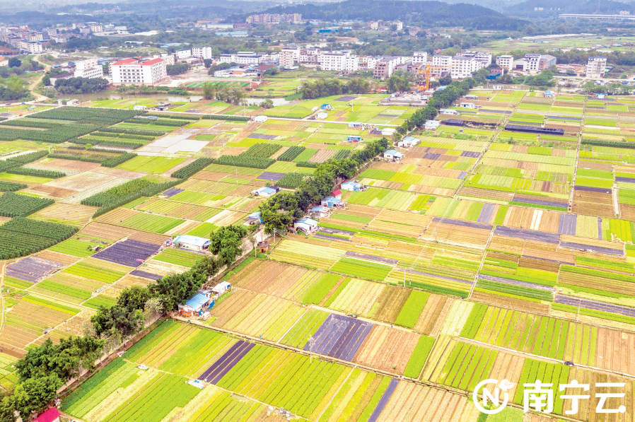 种植青枣技术视频大全_致富经青枣种植视频_青枣种植