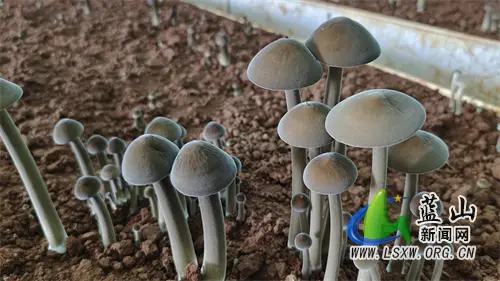 致富种植块菌类有哪些_块菌种植技术_种植块菌致富