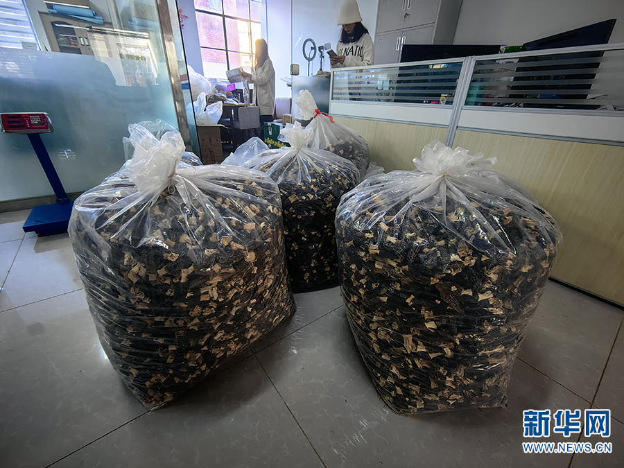 致富种植块菌有哪些_块菌种植技术_种植块菌致富
