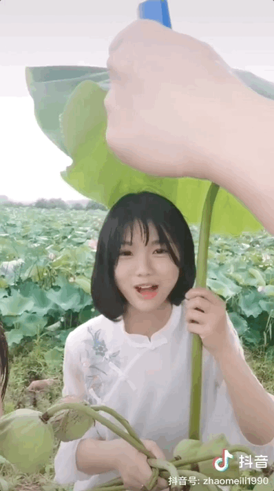 种植莲子的产量和利润_荆州种植莲子致富_莲子种植视频