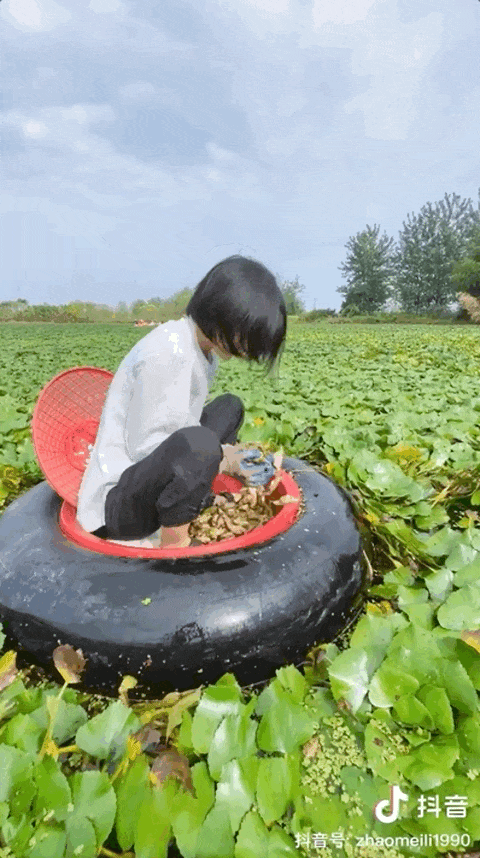 荆州种植莲子致富_种植莲子的产量和利润_莲子种植视频