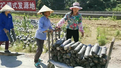 木耳养殖致富项目_致富养殖木耳项目简介_养殖木耳投资多少钱