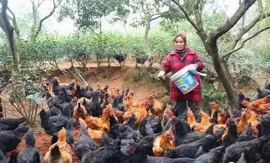17万投资养殖致富项目_养殖致富项目一_致富养殖投资项目介绍