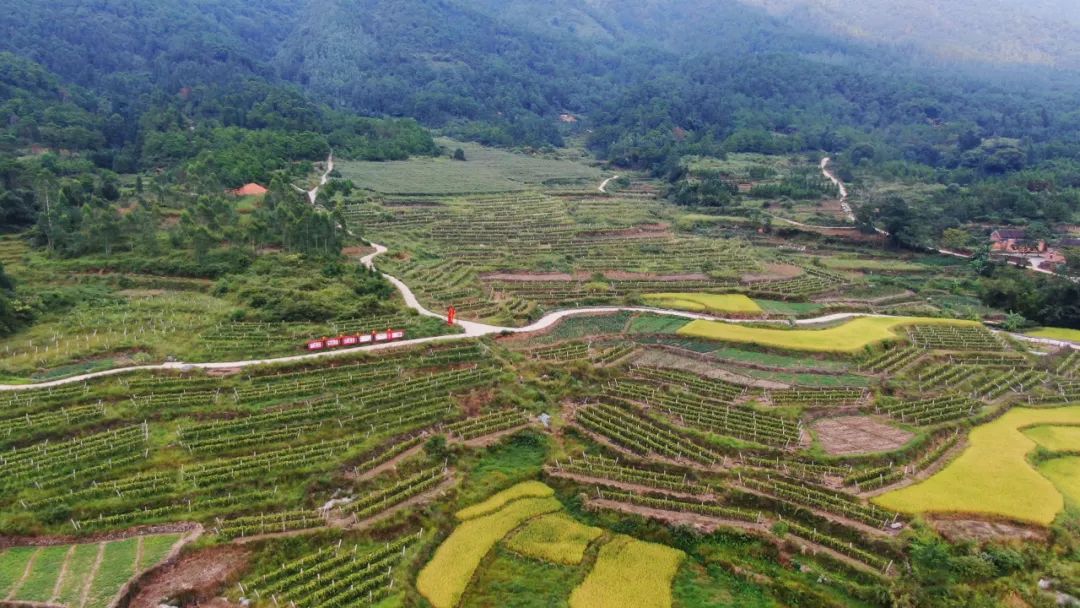 韭菜苔种子多少钱一斤_韭菜苔种植视频_种植韭菜苔致富
