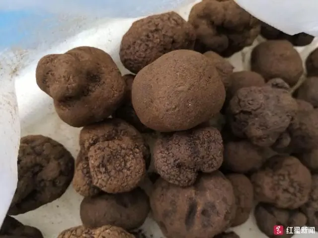 种植块菌致富_块菌种植技术_致富种植块菌有哪些