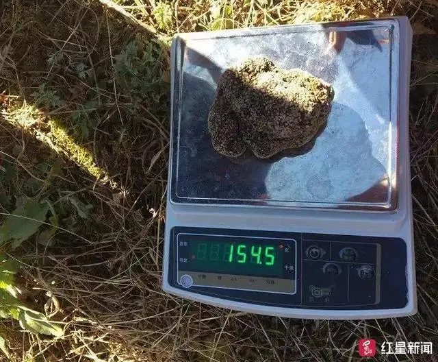 种植块菌致富_致富种植块菌有哪些_块菌种植技术