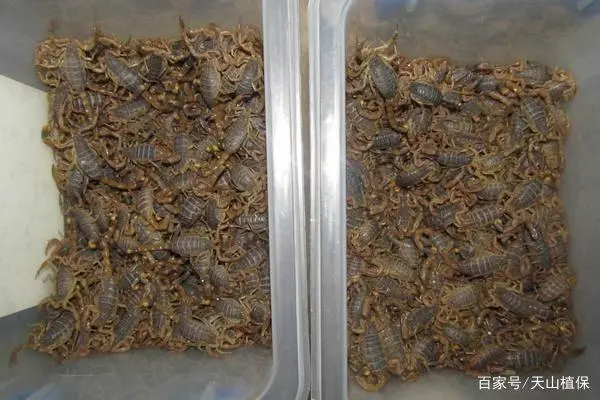 养蝎技术大全_蝎子养殖_蝎的养殖技术