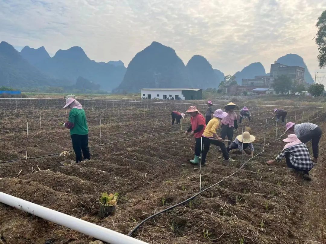 种植韭菜苔的市场效益_种植韭菜苔致富_韭菜苔种子多少钱一斤