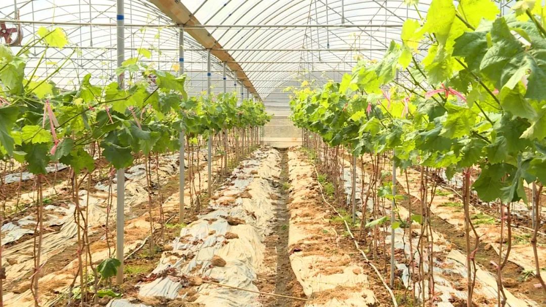 致富养殖水牛赚钱吗_水牛养殖致富_养水牛致富经