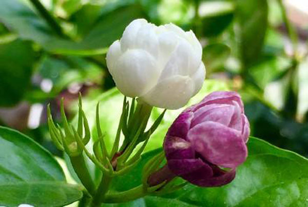 茉莉花为什么会开紫色花朵？茉莉开紫花怎么办？