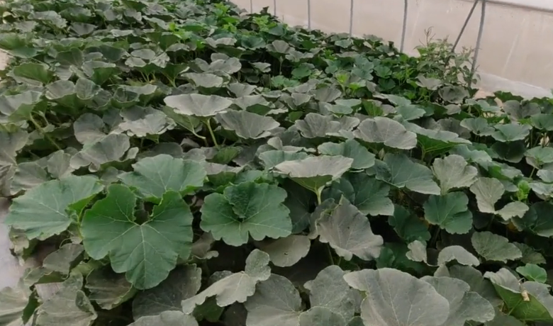 南爪怎么种植技术_种植袋种植小米椒技术_有道词典解爪兰花怎么种植