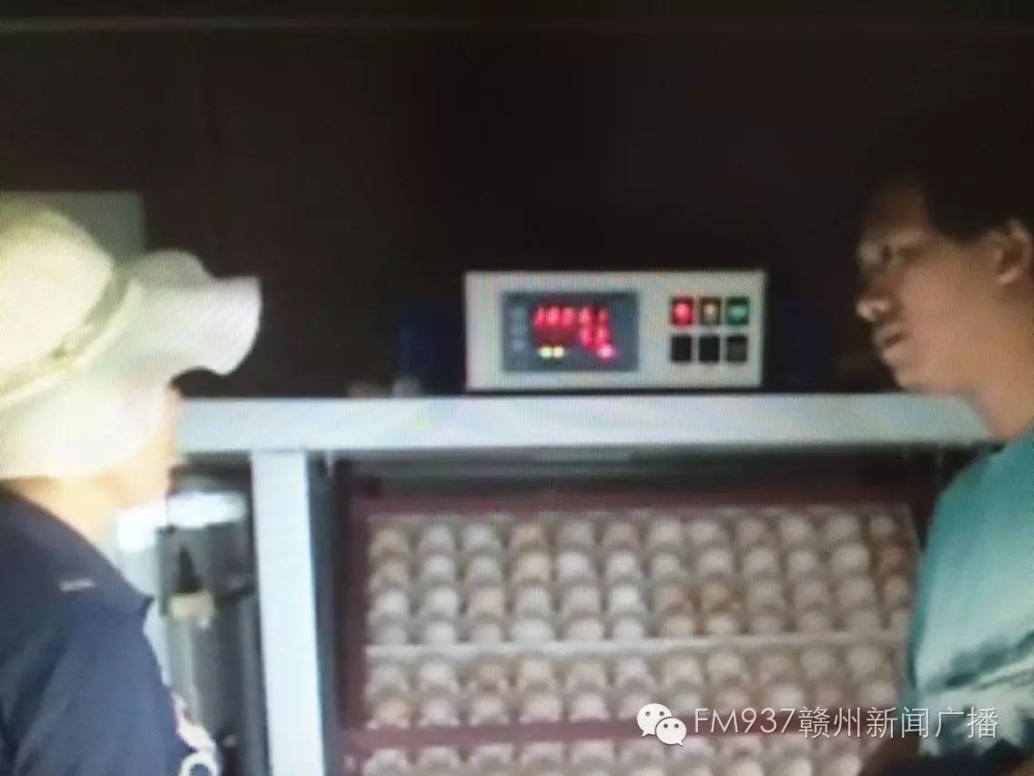 孔雀养殖100只利润_孔雀养殖致富之门_养殖孔雀赚钱吗
