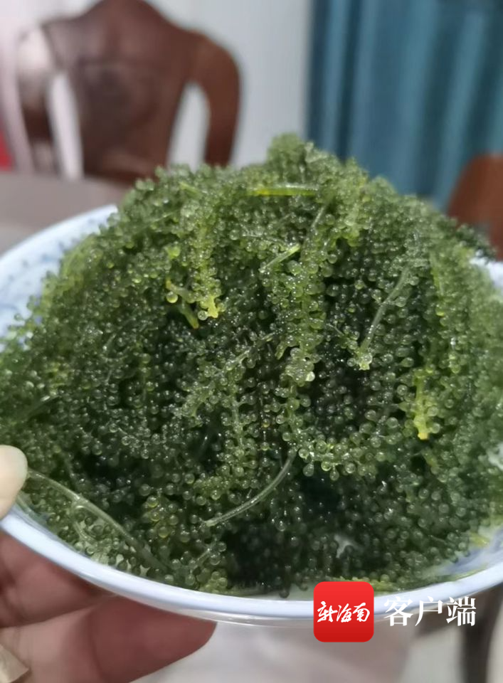 海葡萄养殖致富_致富养殖葡萄海报图片_养殖海葡萄都有哪些风险