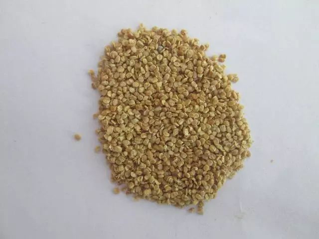 叶用枸杞种植_枸杞子种植技术视频_枸杞叶种子种植致富视频