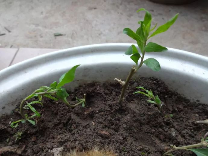 叶用枸杞种植_枸杞叶种子种植致富视频_枸杞子种植技术视频